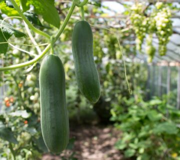 shade net for cucumbers