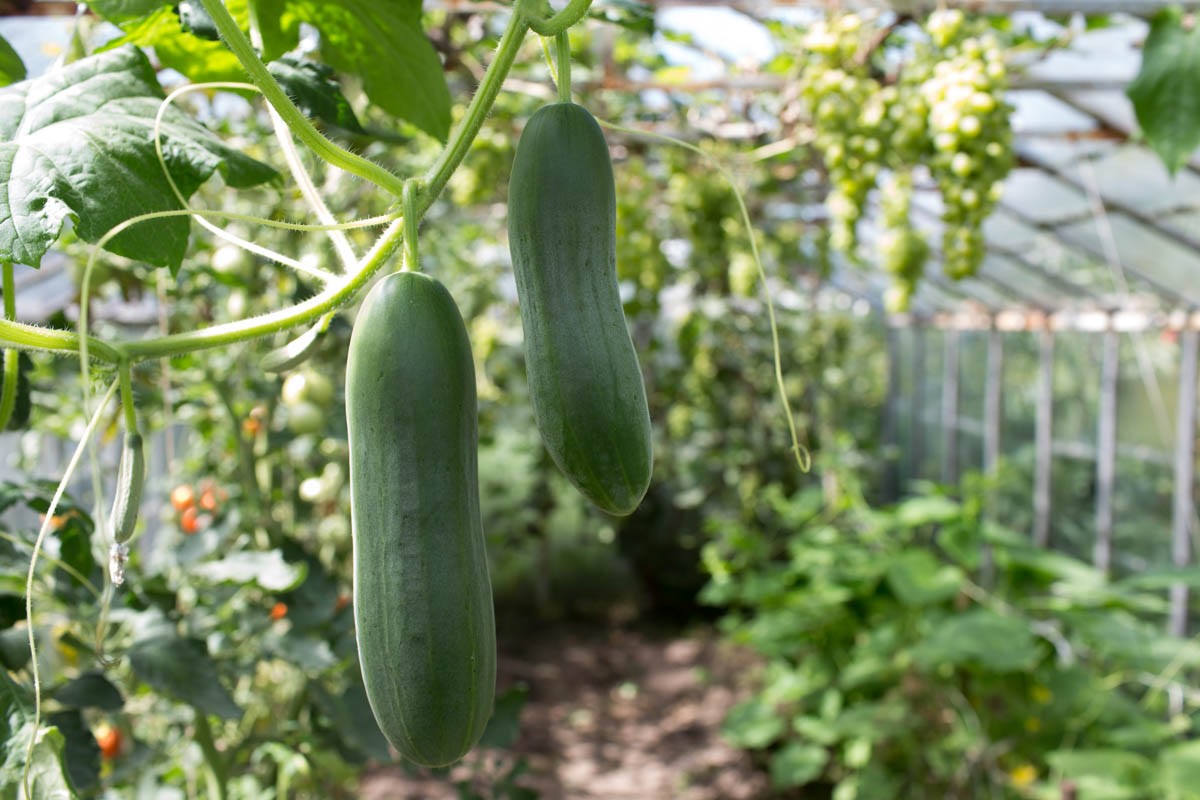 shade net for cucumbers